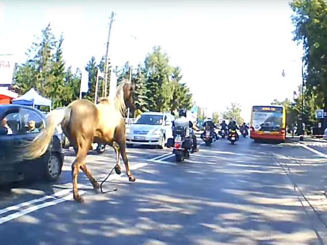 Paard achtervolgt motorrijders in Rusland